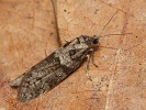 obale� p�edjarn� Tortricodes alternella