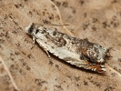 obale� h�kov� Ancylis laetana