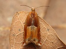 obale� hn�doskvrnn� Ancylis mitterbacheriana