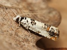 obale� Eucosma campoliliana