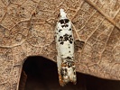 Obale� Eucosma campoliliana, �esk� st�edoho��, �e�eni�t�, �ervenec 2025