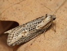 obale� Doloploca punctulana
