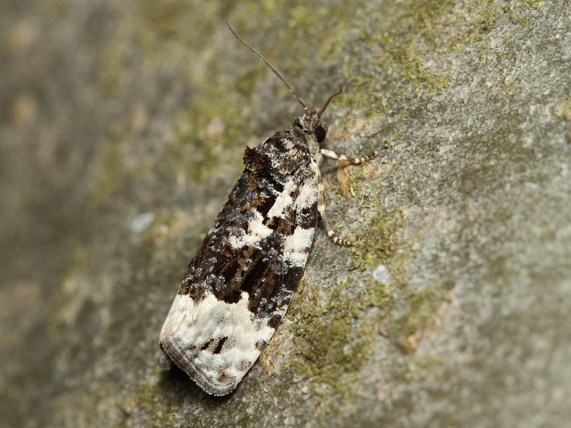 Obale� Apotomis turbidana