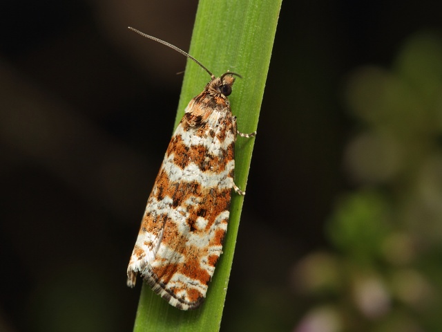 Obale� Phiaris schulziana