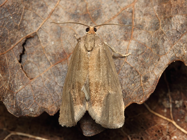 Obale� Pseudosciaphila branderiana