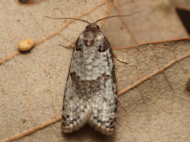 Obale� Pseudeulia asinana