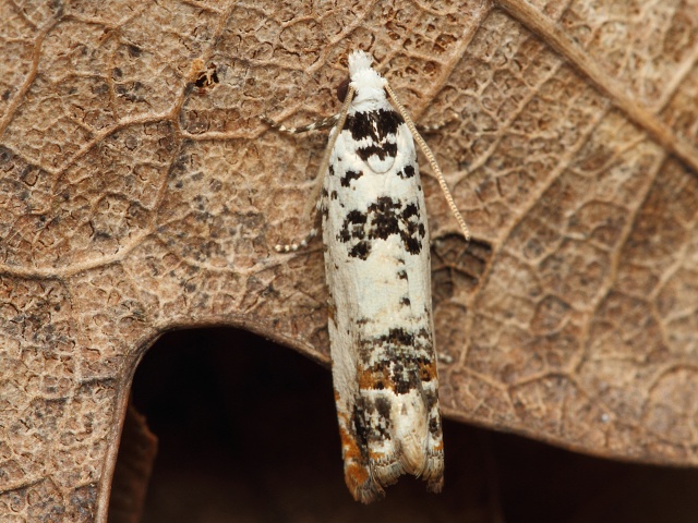 Obale� Eucosma campoliliana