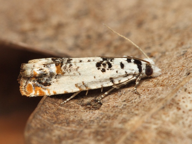 Obale� Eucosma campoliliana