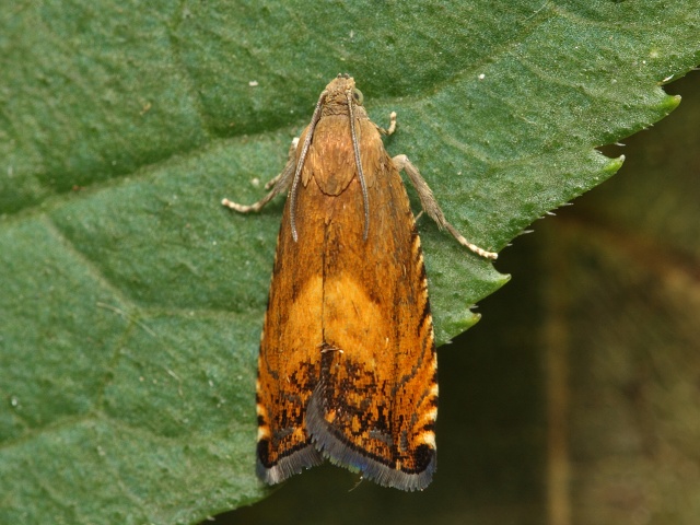 Obale� Pammene aurita
