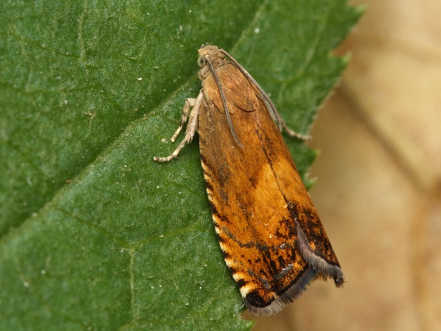 Obale� Pammene aurita