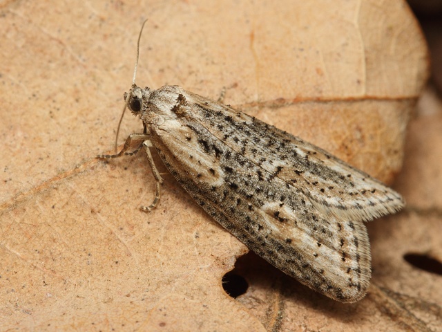 Obale� Doloploca punctulana