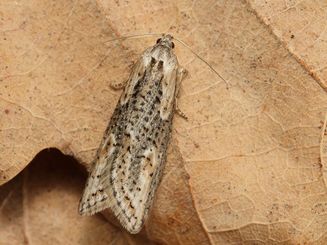 Obale� Doloploca punctulana