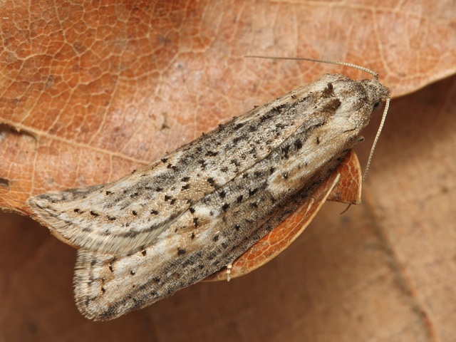 Obale� Doloploca punctulana