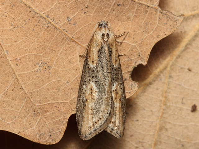 Obale� Doloploca punctulana