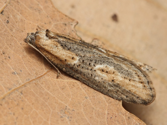 Obale� Doloploca punctulana
