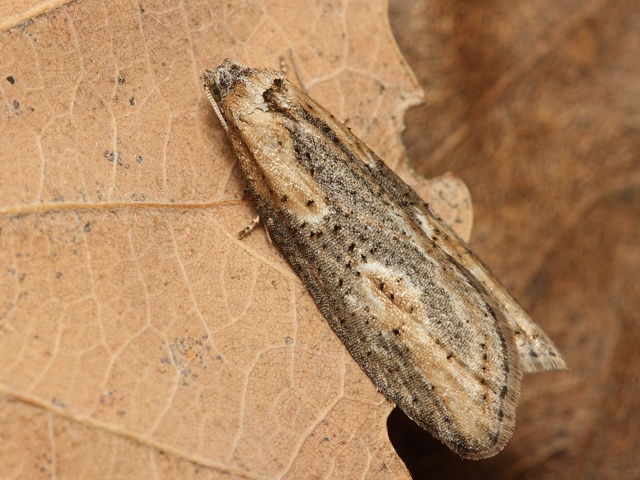 Obale� Doloploca punctulana