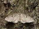 P��ali�ka borov� Eupithecia indigata, Doksy, B�ehyn�, duben 2019