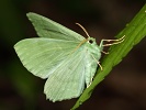 Zelenopl�tn�k b�ezov� Geometra papilionaria, Brodce, �erven 2020