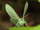 zelenopl�tn�k b�ezov� Geometra papilionaria