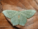 zelenopl�tn�k trnkov� Hemithea aestivaria