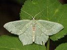 Zelenopl�tn�k trnkov� Hemithea aestivaria, Ostro�sk� Nov� Ves, �erven 2022