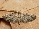 P��ali�ka smrkov� Eupithecia tantillaria, Hradi�tko, Kersko, kv�ten 2023
