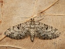 P��ali�ka smrkov� Eupithecia tantillaria, Hradi�tko, Kersko, kv�ten 2023