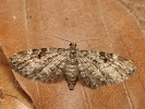 P��ali�ka smrkov� Eupithecia tantillaria, Kalivodsk� bu�iny, kv�ten 2023