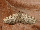 P��ali�ka smrkov� Eupithecia tantillaria, Kalivodsk� bu�iny, kv�ten 2023