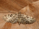 P��ali�ka smrkov� Eupithecia tantillaria, Kalivodsk� bu�iny, kv�ten 2023