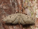 P��ali�ka borov� Eupithecia indigata, Doksy, B�ehyn�, kv�ten 2024
