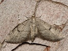 P��ali�ka borov� Eupithecia indigata, Doksy, B�ehyn�, kv�ten 2024