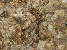 P��ali�ka smrkov� Eupithecia tantillaria, �umava, Dobr�, duben 2024
