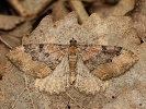 P��alka jarn� Hydria cervinalis, Horn� Vltavice, Z�to�sk� mok�ina, duben 2024