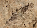 P��alka jarn� Hydria cervinalis, Horn� Vltavice, Z�to�sk� mok�ina, kv�ten 2024