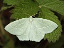 zelenopl�tn�k plam�nkov� Hemistola chrysoprasaria