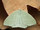 Zelenopl�tn�k plam�nkov� Hemistola chrysoprasaria, Milovick� str��, srpen 2024