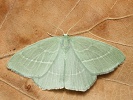 Zelenopl�tn�k plam�nkov� Hemistola chrysoprasaria, Milovick� str��, srpen 2024