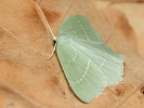 Zelenopl�tn�k plam�nkov� Hemistola chrysoprasaria, Milovick� str��, srpen 2024