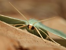 Zelenopl�tn�k plam�nkov� Hemistola chrysoprasaria, Milovick� str��, srpen 2024