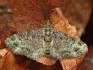 P��ali�ka jablo�ov� Pasiphila rectangulata, �esk� kras, Koda, �erven 2025