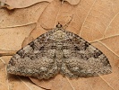 p��alka jarn� Hydria cervinalis