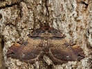 p��alka ��pkov� Earophila badiata