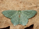 Zelenopl�tn�k trnkov� Hemithea aestivaria, Hodon�n, �erven 2026