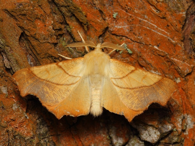Zejkovec jasanov�