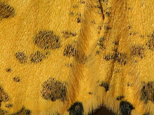Zejkovec hluchavkov� - detail k��dla