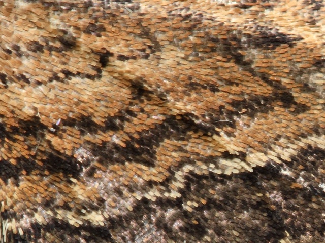 P��alka kru�inov�