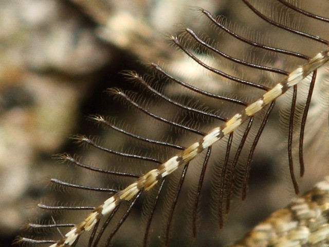 Drsnok��dlec hru��ov� - detail tykadla