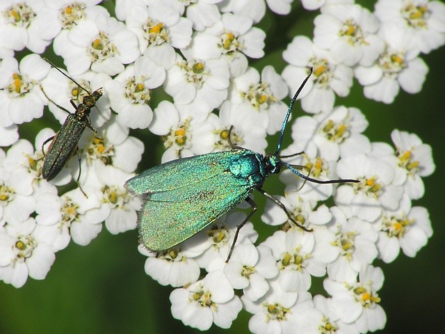 Zelen��ek Jordanita sp.
