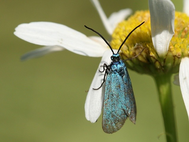 Zelen��ek Jordanita sp.